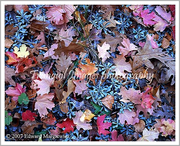 450470---Colorful leaves along the Taylor Creek Trail